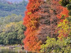 -深圳仙湖植物园