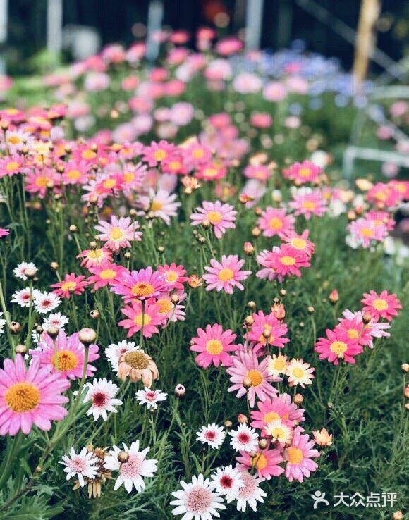 这是适合播种的时节。花怒放，人有情