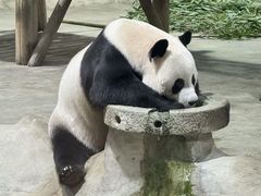 -栾川竹海野生动物园