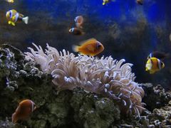 -沙沙哗啦海洋馆(华宇百花谷店)