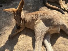 -上海野生动物园老虎餐厅