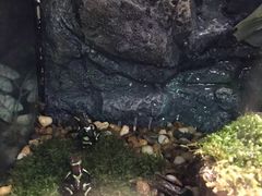 -暹罗海洋世界