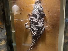 -辽宁古生物博物馆