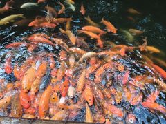 -千岛湖东南湖区