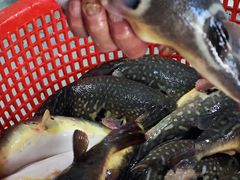 -孔庆璞河豚馆(白玉兰酒店)