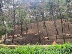-沈阳森林动物园