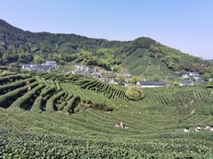 -龙井村