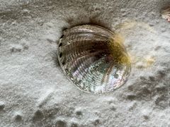 -青岛贝壳博物馆