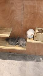 -神奇动物撸宠馆·羊驼·小浣熊·异宠(豫园店)