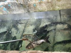 -姥家大锅台水库渔家