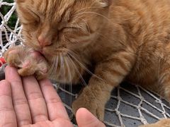 -喵屿·大理花园猫咖