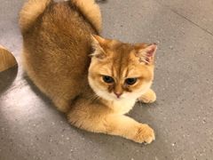 -飞行喵MR PILOT|猫舍·猫咖(静安大融城店)