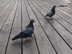 -合肥滨湖国家森林公园