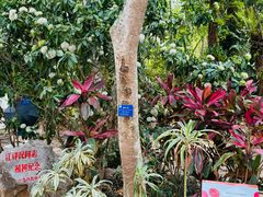 -中国科学院西双版纳热带植物园