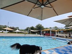 -爪吧宠物乐园 (温榆河示范区店)