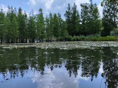 -白鹭湾湿地公园