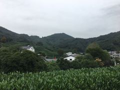 -龙井村