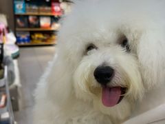 -BABIT巴比特宠物(MOMOPARK店)