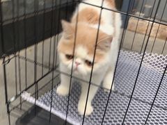 -爱侣·安琦尔宠物医院·中兽医针灸·心内科·狂犬免疫点(宝山区院)