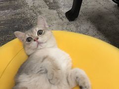 -东方名猫馆·英短金渐层布偶猫舍(环线广场1号楼店)