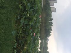 新江湾城公园-新江湾城公园
