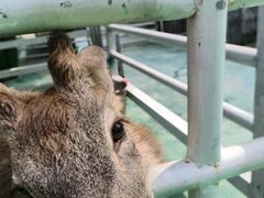 -芜湖方特东方神画