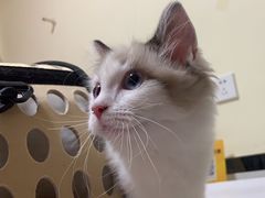 -千城康桥宠物医院·猫科·骨科·心脏