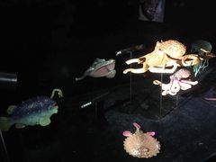 好萌的模型-同济大学四平路校区深海探索馆