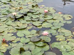 -荔枝公园(福田区)