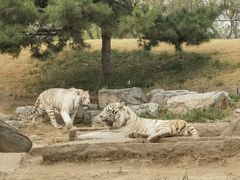 -北京野生动物园