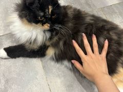 -楼上猫咖(罗湖店)