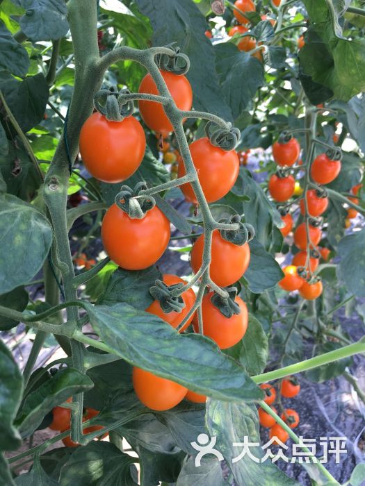 神采奕奕的黄樱桃番茄