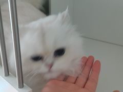 -十月米努特矮脚猫舍