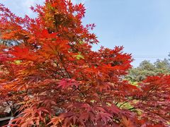 -铁山坪森林公园