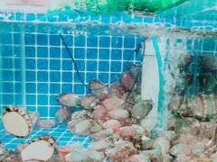 -蟹谢蒸鲜自助餐厅