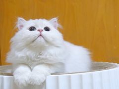 -喵zoo家庭繁育猫舍(尖东智能花园店)
