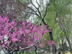 -仁和公园(顺义区)