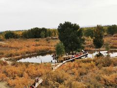 -金塔沙漠胡杨林景区