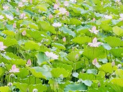 -荔湾湖公园
