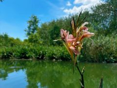 -洋湖国家湿地公园