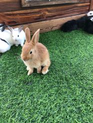 -萌宠亲子动物乐园(槐房万达店)