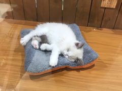 -龟与熊猫宠物公园(南坪店)