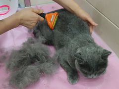 -北京观赏动物医院·24小时大型综合·猫专科·异宠专科