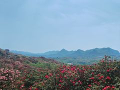 -贵州百里杜鹃风景名胜区