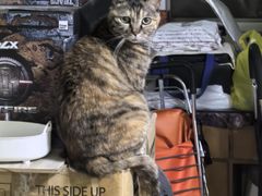 -纳吉亚猫专科动物诊疗中心(蒋宅口分院)