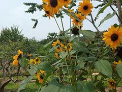 -深圳仙湖植物园-停车场