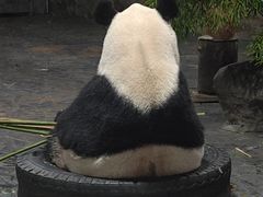 -上海野生动物园