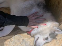 -Husky Go! 哈士奇体验馆·宠物咖啡厅狗咖