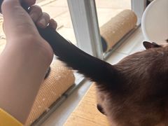 -藏猫猫咖啡主题馆(中央大道店)