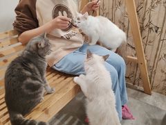 -楼上猫咖(罗湖店)